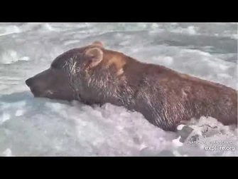 89_Backpack_tries_the_jacuzzi_Explore.org_09.22.21-2