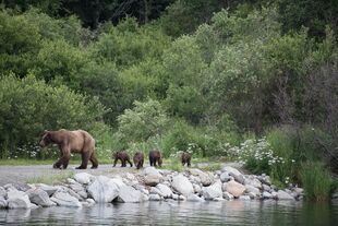 402 with 4 spring cubs July 14, 2018 by Ranger Russ with his July 15, 2018 13:56 comment (photo only)