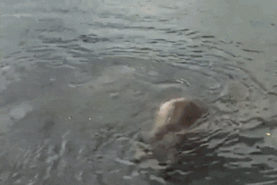 27 October 3, 2021 gif by LunaCre .02