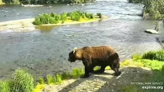 856_in_pursuit_Brooks_Falls_6_22_20_by_Cruiser-0