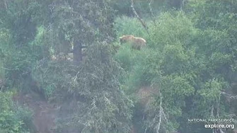 128_Grazer_eating_on_the_far_bank_while_her_cubs_are_in_the_nanny_tree_7_5_2020_video_by_Lani_H