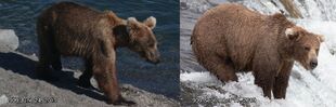 KNP&P's October 5, 2019 12:00 AKDT Facebook post Round 8 909 vs 435 Holly ~ 909 June 24, 2019 NPS photo by Naomi Boak vs September 17, 2019 NPS photo by Melissa Freels