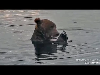 26_Jul_2023-_344_Carefully_Picks_Thru_His_Fish_(explore.org)