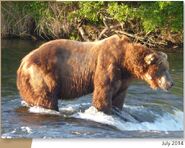 814 Lurch July 2014 NPS photo from the 2015 Bears of Brooks River book, page 67