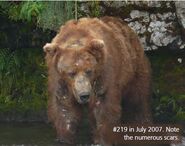 219 One-Toe July 2007 NPS photo from the Adult Males page of the 2014 Bears of Brooks River book, page 12