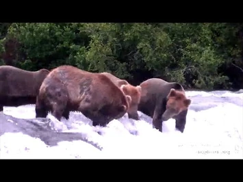 15_Jul_2022-_912_Loses_His_Patience_with_E_(explore.org)