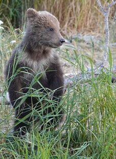 171's spring cubs standing on the closed trail on July 2, 2019 at 22:32 photograph by Truman Everts. Truman shared this information about this photo: "The jury is out on what impact the new bridge will have on the bears. NPS is monitoring and watching closely. No matter what position anyone may have taken before it was built, now that it's there, everyone wants it to make life easier/less stressful on the bear residents. What is not in doubt, though, is that the design allows visitors (and those at home, via the cams) to view the bears better. This shot of a spring cub--on the so-called "Closed trail"--would simply not have been possible in 2018."