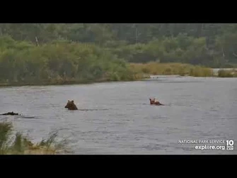 87_and_two_yearling_cubs_River_Watch_cam_Explore.org_8-5-2022