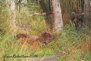 128 Grazer and 1 of her 3 spring cubs September 16, 2016 photo by Lisa Robertson (aka Larinor)