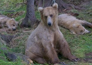 128 Grazer and 2 of 3 yearlings June 24, 2017-July 8, 2017 photo by Truman Everts