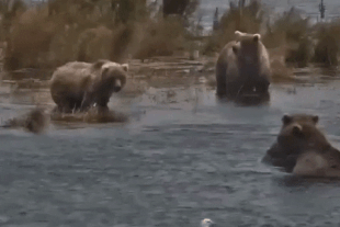 128 Grazer and her two 2.5 year old cubs September 9, 2022 gif by LunaCre