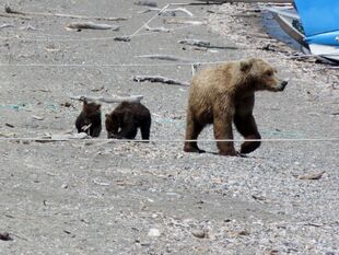 171 and her 2 spring cubs July 5, 2019 photo by BearTreeHugr