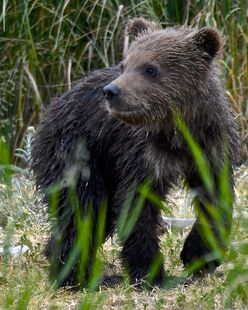 1 of 171's 2 spring cubs June 30, 2019 photo by Truman Everts