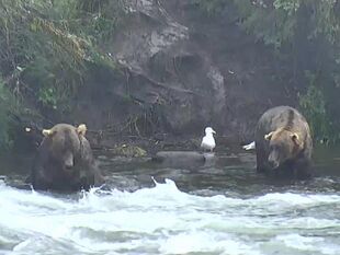 480 Otis (left) and 755 ScareD Bear (right) August 13, 2018 snapshot by Kam