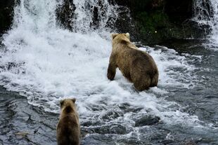 719 and 1 of 2 spring cubs September 13, 2019 photo by Bonnie Hankins (aka NutsBoutBears)