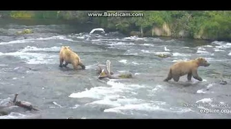 The_first_bear_gets_Grazered_6_22_19_shot_in_slow_mo_by_Ratna_Narayan