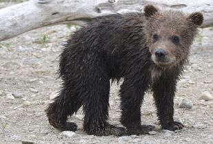 1 of 171's 2 spring cubs June 30, 2019 photo by Truman Everts