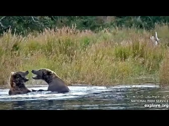 9_Sep_2023-_230_and_903_Play_Bitey_Face_(explore.org)