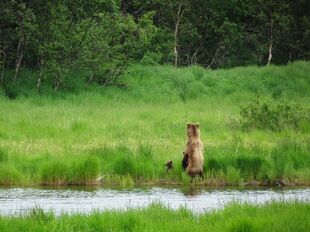 132 and her 2 spring cubs by Amanda Thompson July 3, 2018