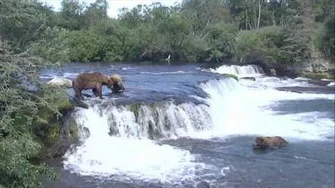 32_Chunk_pushes_856_around,_402_looks_on,_Brooks_Falls_07212017_by_angerboda-0