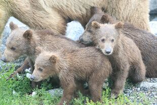 402 with her 3 spring cubs on July 13, 2018 at approximately 14:55 NPS photo by KNP&P VIP Maurice Whalen via Ranger Russ Taylor 07/13/2018 15:39