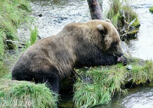 610 September 16, 2019 photo by Bonnie Hankins (aka NutsBoutBears)