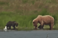 910 and her spring cub July 14, 2022 gif created by LunaCre (p 07/15/2022 08:09)