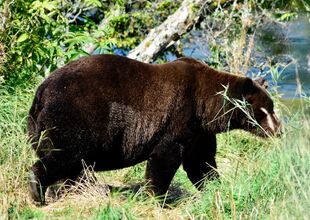 151 Walker on September 14, 2019 photograph by Bonnie Hankins (aka NutsBoutBears)