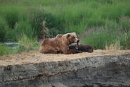 39 and 2 spring cubs July 10, 2019 photo by Lori Hocking (aka Lovethebears)