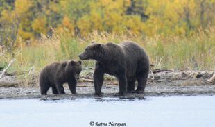 132 with her remaining spring cub September 15, 2018 by Ratna Narayan