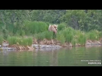 901_and_903_Mate_-_June_26,_2024_(explore.org)