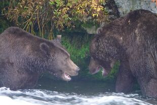 151 Walker (left) and 634 Popeye (right) September 13, 2021 photo by 907AKSnow