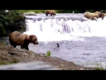 13_Jul_2022-_14_at_the_Falls_(explore.org)