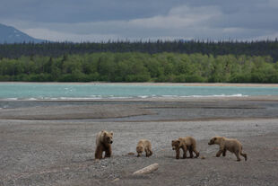 128 Grazer with her 3 yearlings on the beach at Brooks Camp June 10, 2017 NPS photo by Ranger Russ Taylor from KNP&P flickr