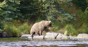 128 Grazer and 1 of 2 spring cubs September 11, 2020 photo by 907AKSnow