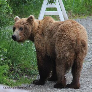 284 "Electra" July, 2016 photo by Kara Stenberg from Brooks Lodge's July 30, 2016 Facebook post