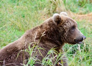 907 on September 16, 2019 photograph by Bonnie Hankins (aka NutsBoutBears)