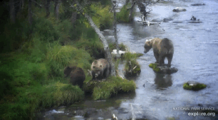 719 with her 2 spring cubs September 14, 2019 (?) gif created by Xander-Sage-2