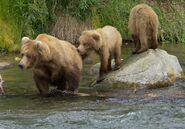 409 Beadnose with her 2 yearlings (909 & 910) on July 1, 2017 at 15:27 photograph by Truman Everts