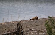 Brooks Lodge Facebook photo by Kara Stenberg, 2019.06.15 Female subadult snoozing on the beach