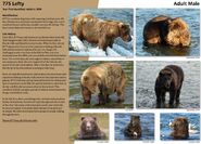 775 Lefty's page of the 2016 Bears of Brooks River book, page 77