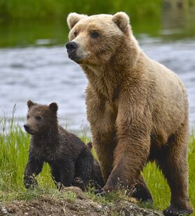 171 with 2 spring cubs on June 30, 2019 at 11:53 photograph by Truman Everts