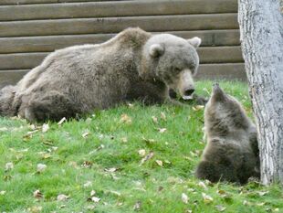 171 and spring cub September 24, 2019 NPS photo by Katmai Conservancy Ranger Naomi Boak