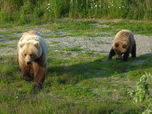 482 Brett with her remaining yearling from her 2010 litter July 5, 2011 NPS photo KNP&P Flickr