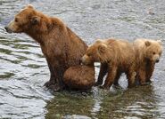 813 Nostril Bear and 2 yearlings June 30, 2019 photo by Truman Everts