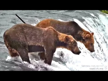 12_Jul_2022-_Brothers_Fish_the_Lip_(explore.org)-2