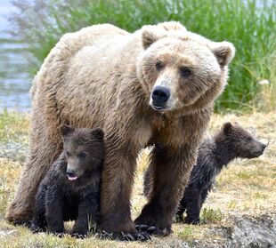 171 and 2 spring cubs July 2, 2019 photo by Truman Everts