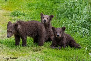 901's three spring cubs July 11, 2023 photograph by Amy (NWBEARLOVE92) (p 08/29/23 09:27)