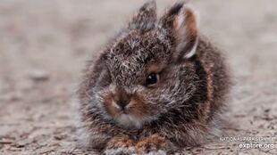 Leveret (baby hare)