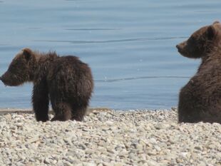 171's 2 spring cubs July 5, 2019 photo by BearTreeHugr